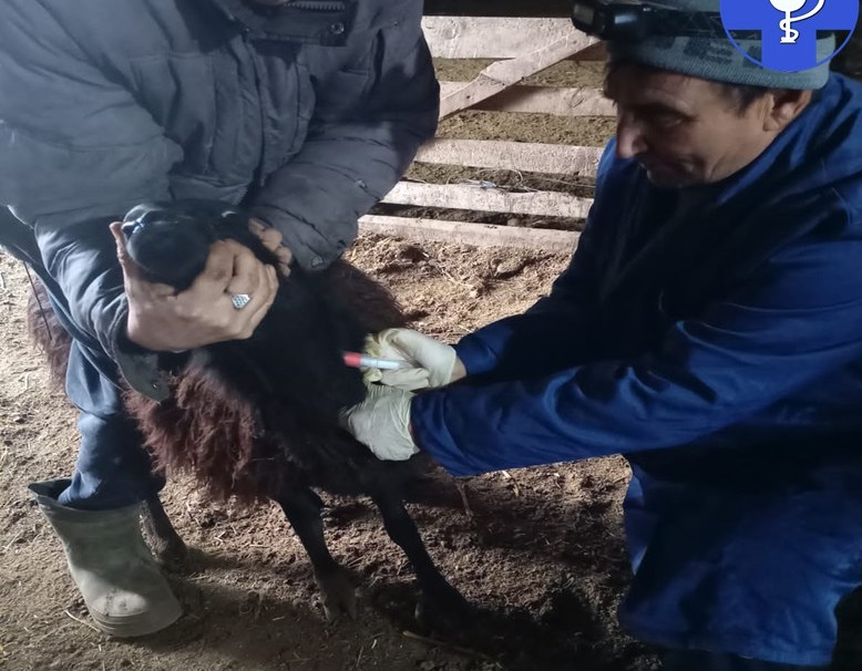 Саратовские ветеринары взяли кровь у тысячи овец Саратовские ветеринары взяли кровь у тысячи овец